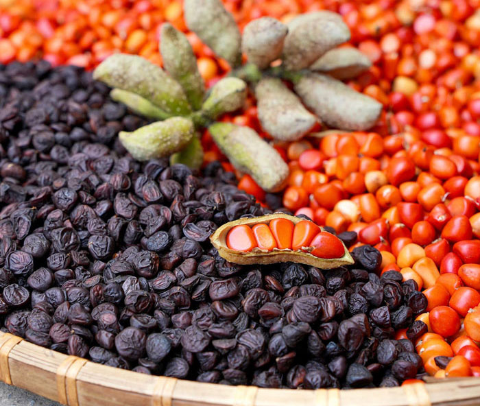 Hạt dổi là gì?